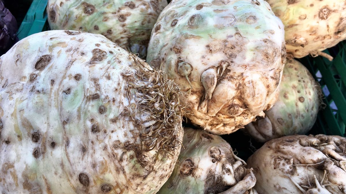 Warto włączyć seler do swojej diety