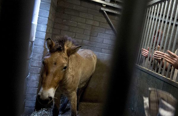 Włoska prasa opublikowała szokujący film o koniach transportowanych z Polski