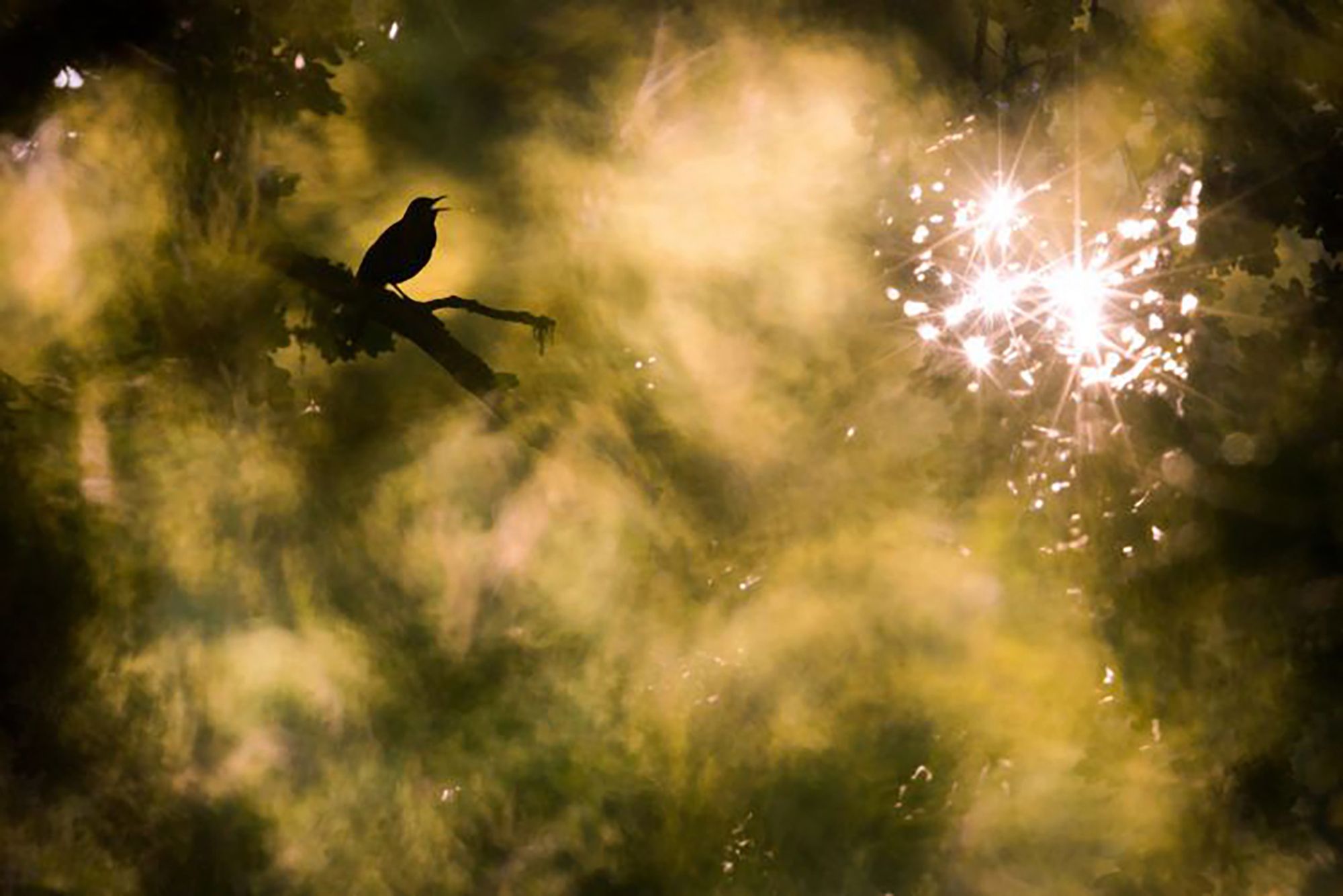 Najpiękniejsze zdjęcia przyrody w konkursie GDT Nature Photographer of the Year 14