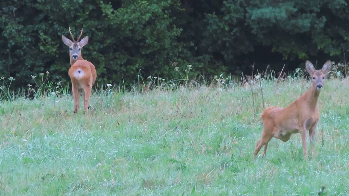 Leśnik spotkał sarny na bieszczadzkiej łące.