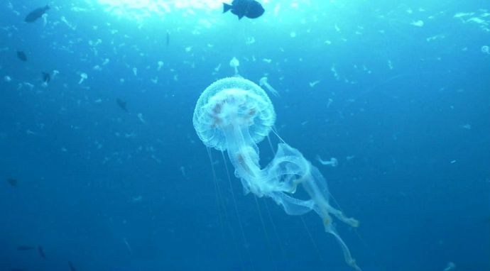 Życie w oceanie/Prawdziwe potwory z oceanów