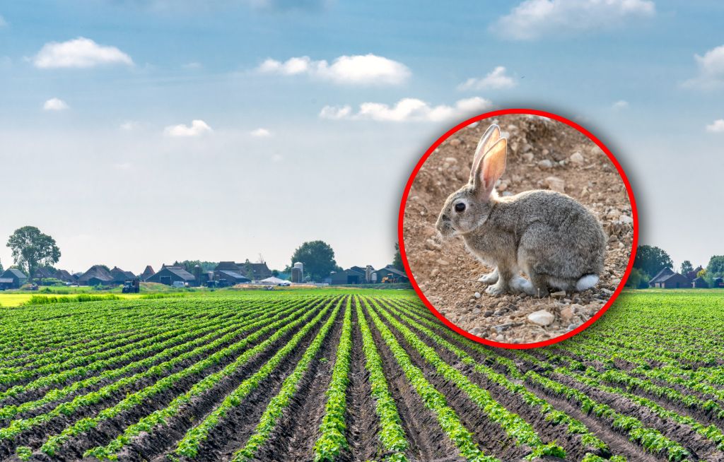 Króliki sieją spustoszenie. Rolnicy spod Montpellier są bezradni