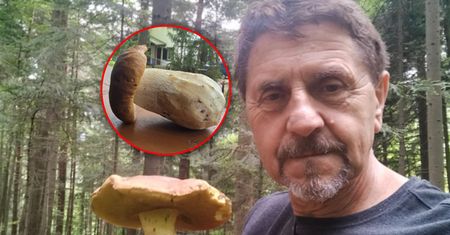 Gigantyczne grzyby w polskich lasach. "Zaczyna się potężny wysyp"