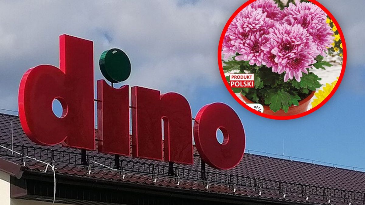 Promocje w Dino
