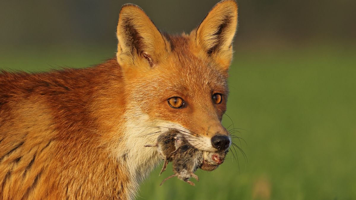Lisy atakują małe psy, głównie yorki 
