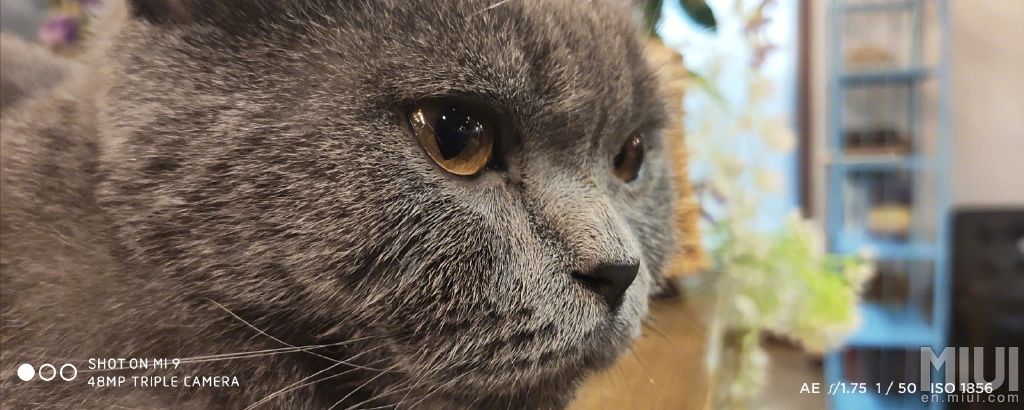 Możliwości aparatu Xiaomi Mi 9, źródło: źródło: forum MIUI.