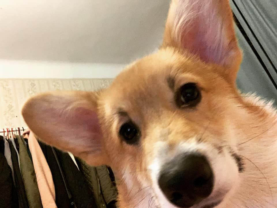 Dzień Kundelka na Pudelku! Nasi czytelnicy dzielą się z nami zdjęciami swoich pupili 