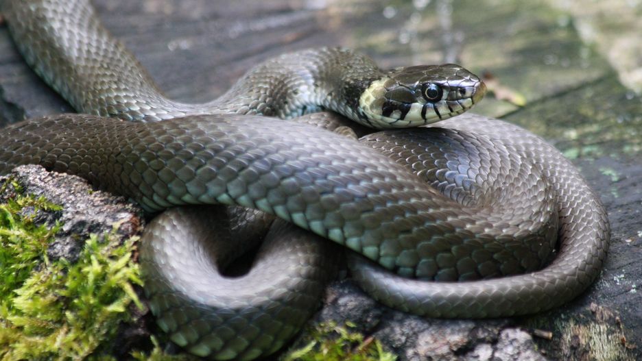 Zaskroniec nie uśmierca swoich ofiar przed połknięciem 