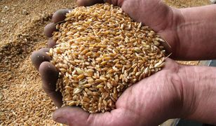 1,5 mln zł za import zboża z Ukrainy. "Fałszował kraj pochodzenia"