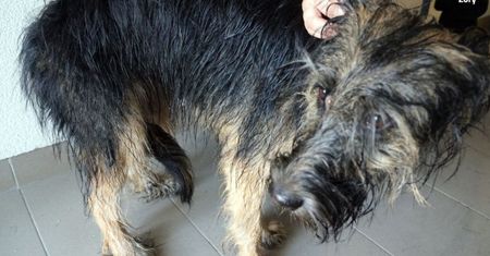 Żory. Gehenna suczki, interweniowała policja
