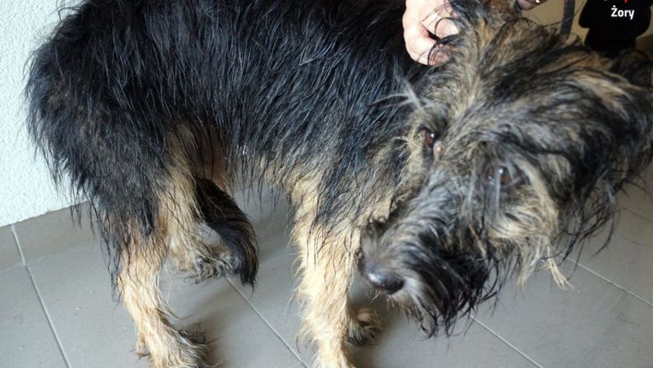 Żory. Policjanci odebrali właścicielowi suczkę, która była zaniedbana.