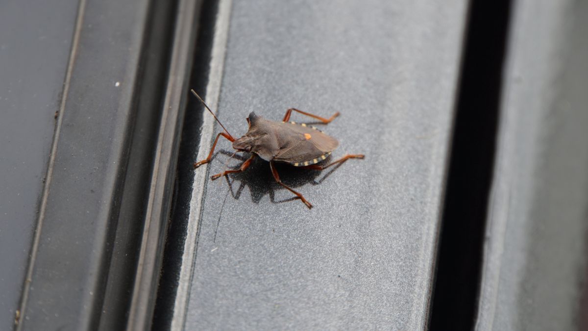 Wtyk amerykański pojawia się na przełomie lata i jesieni 