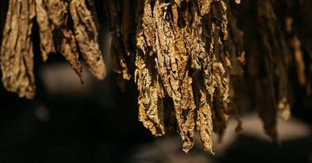 Koniec z nielegalnym suszem tytoniowym. Rząd uszczelnia system