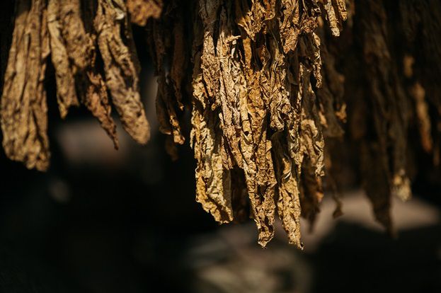 Oszukani producenti tytoniu stracili łącznie ok. 15 mln zł