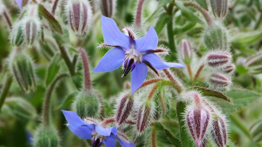Gotowany ogórecznik z dodatkiem soli, odsączony