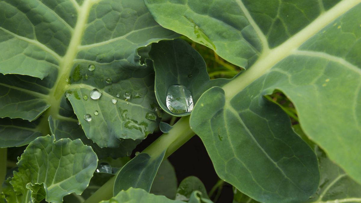 Surowe liście brokuła