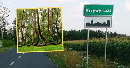 Francuzi rozpisują się o lesie w Polsce. Jak to wyjaśnić?