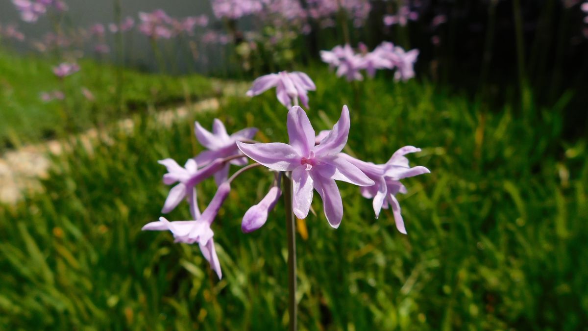 Tulbagia fioletowa (czosnek afrykański)