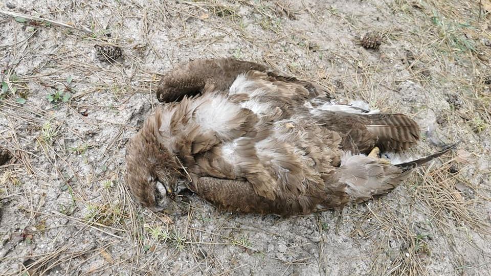 W wyniku otrucia zginęły setki ptaków drapieżnych, lisów, psów czy kotów. 