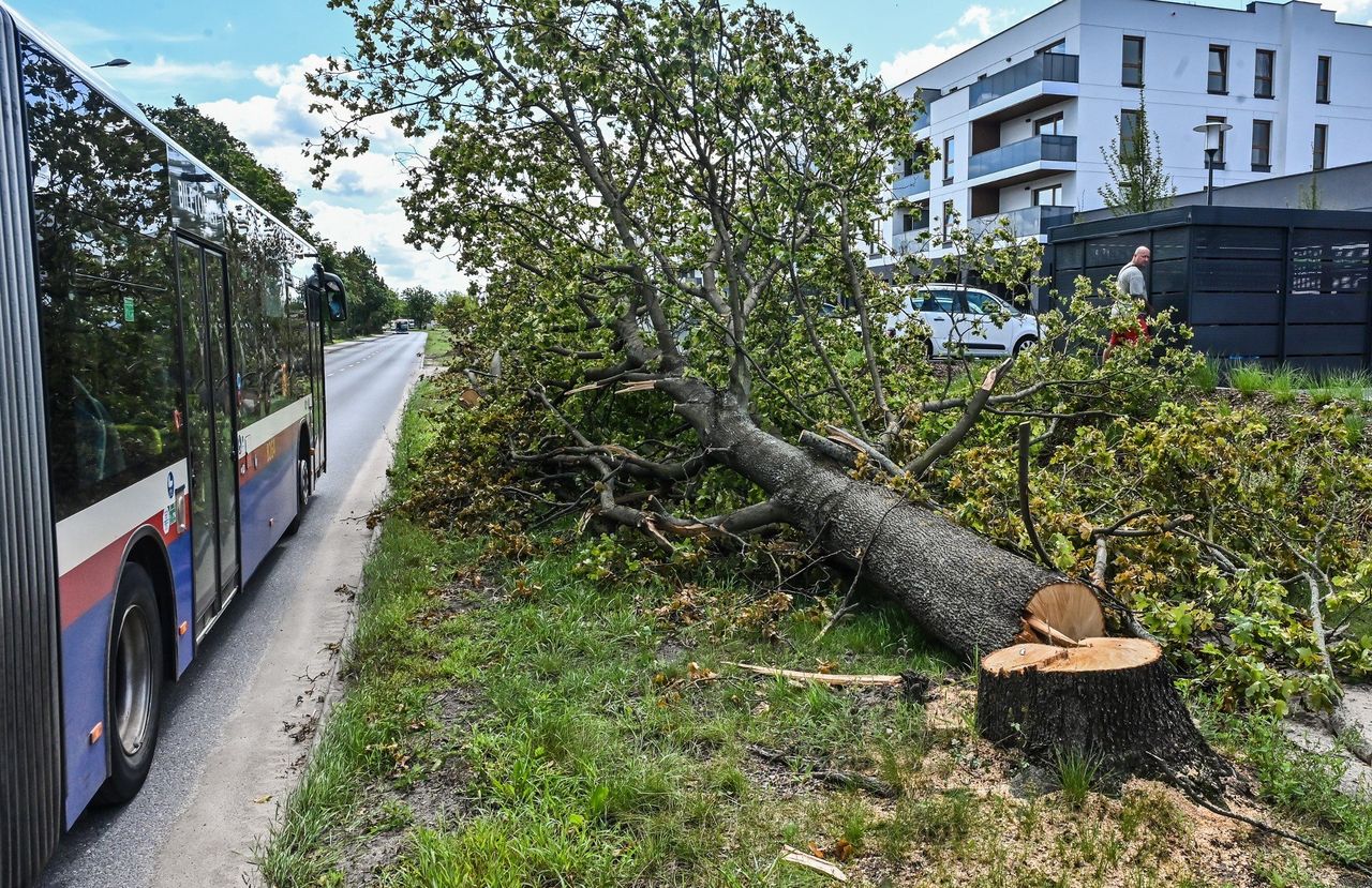 Bydgoszcz: Wycinka drzew przy Żwirki i Wigury oburzyła mieszkańców