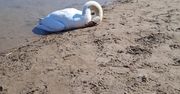 Umierają w męczarniach. Wszystko przez niewiedzę ludzi