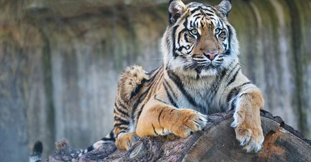 Love Nature – przyroda w 4K na Twoim telewizorze