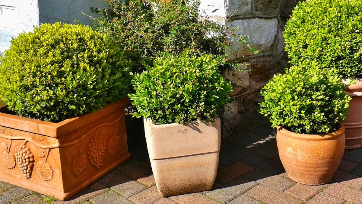 Zielony balkon zimą będzie się wyróżniał na tle białego śniegu. 