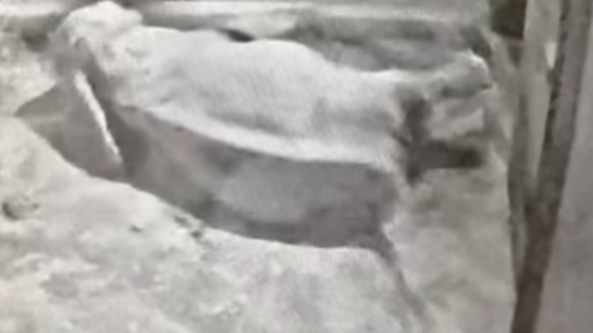 Słonicę z poznańskiego zoo poddano eutanazji