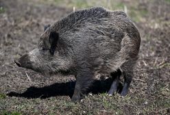 Locha zaatakowała 22-latkę. Nikt nie wezwał pomocy