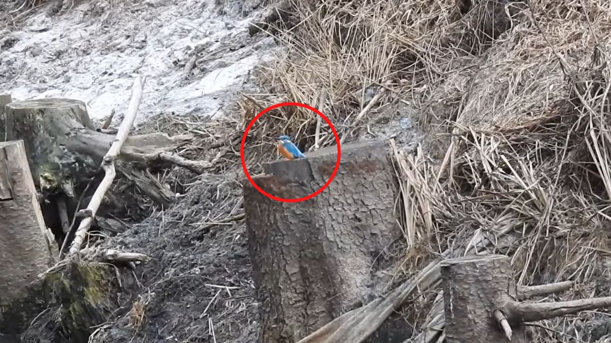 Zimorodek w Dobrocinie.