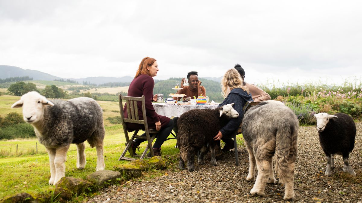 Popołudniowa herbatka z owcami 1