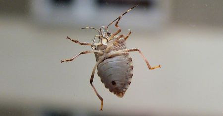 Mieszkańcy bydgoskiego wieżowca wzburzeni. "Zadomowiły się u nas na stałe"
