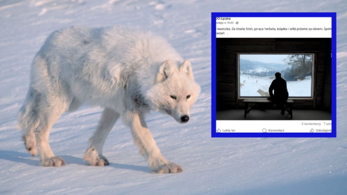  Największa wataha wilków w polskim Zoo 