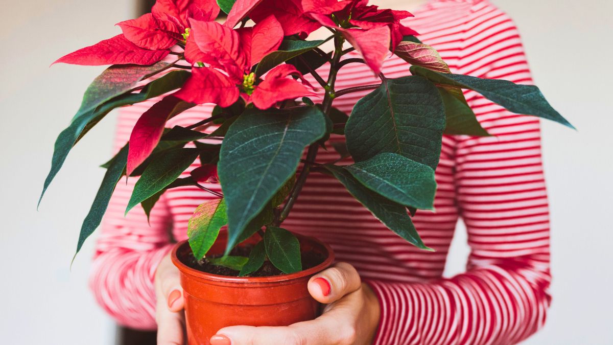 Kobieta trzyma gwiazdę betlejemską