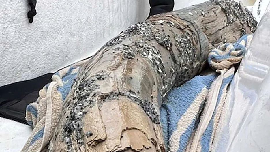 Nurek znalazł duży fragment kła mastodonta