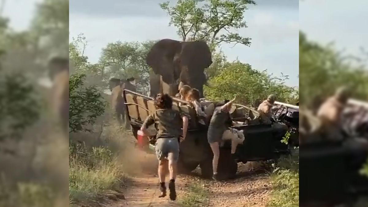 Pojechali na safari i mało co nie przypłacili tego życiem. Słoń szarżował prosto na nich 1