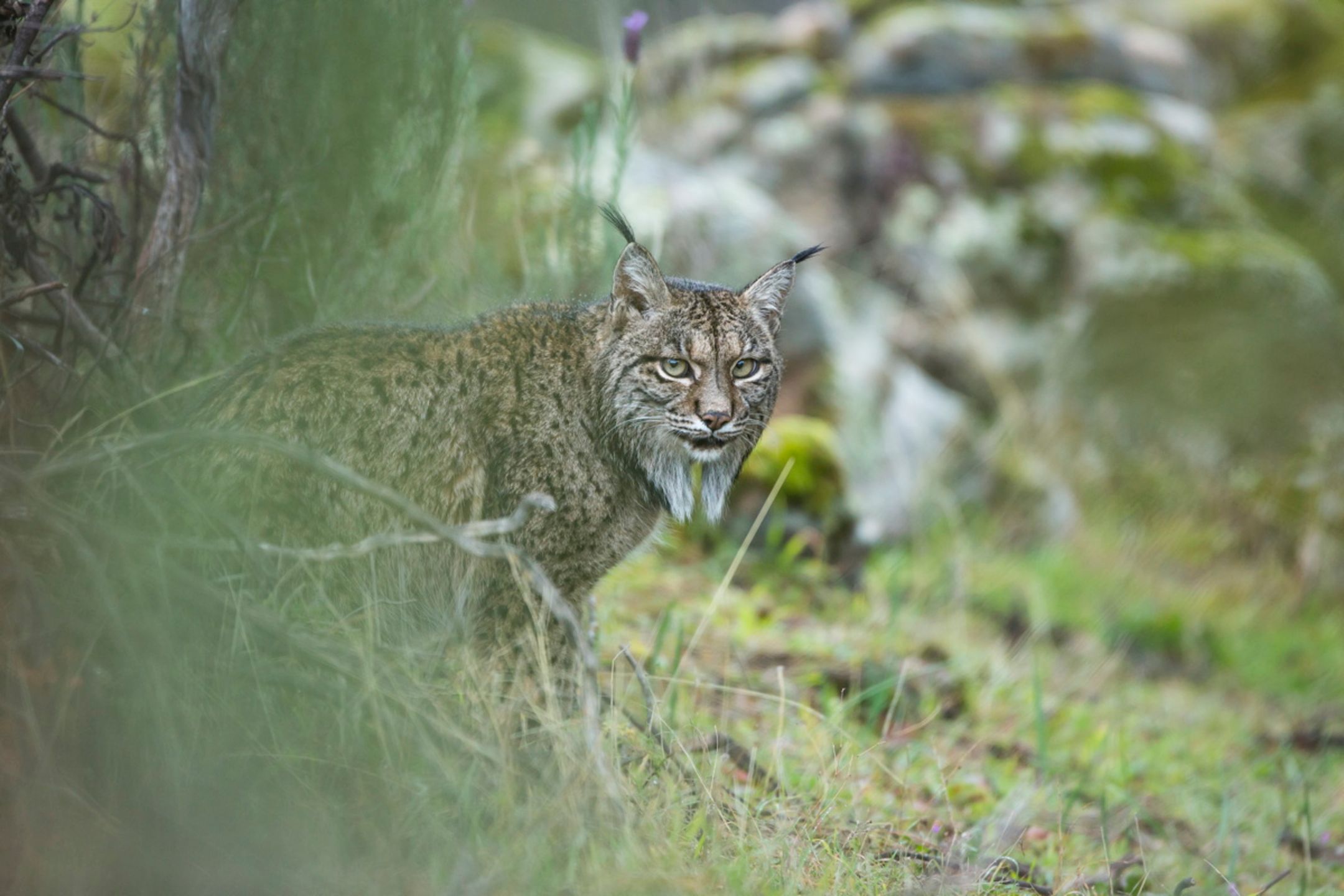 Zdjęcia finalistów Wildlife Photographer of the Year 2017 to mistrzostwo fotografii przyrody 11