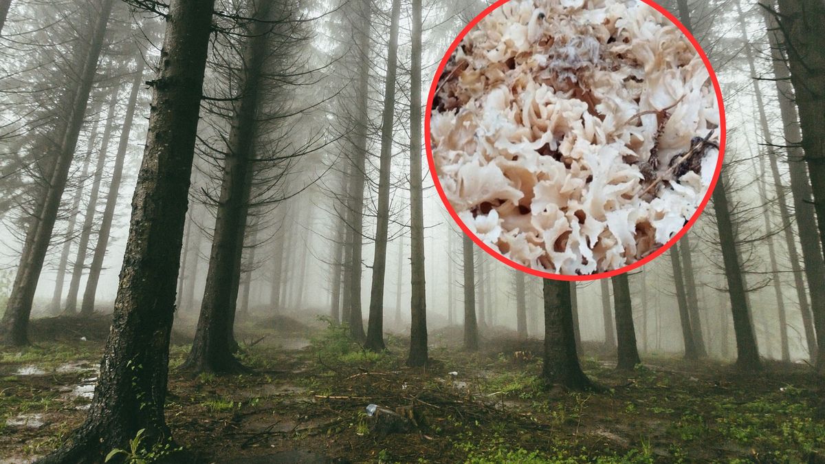 Tak wygląda "leśny kalafior". Można go jeść!