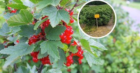 Dziwne tabliczki w sadach. Rolnicy przecierają oczy ze zdumienia