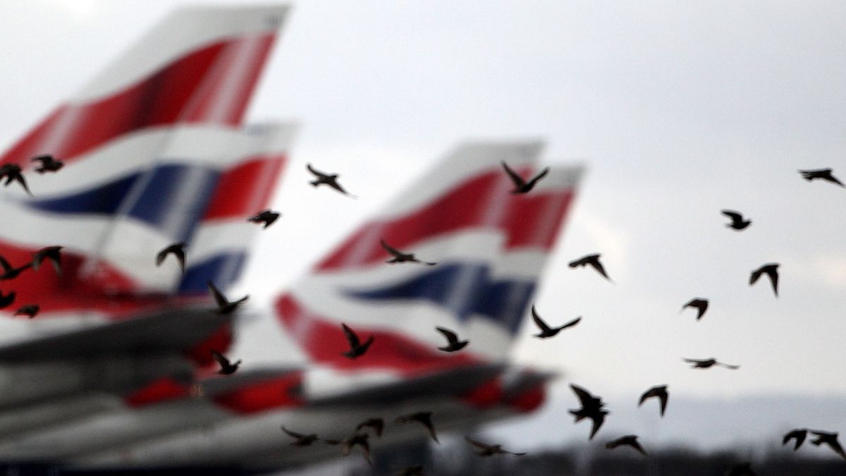 Ptaki to jedno z poważniejszych zagrożeń w transporcie lotniczym