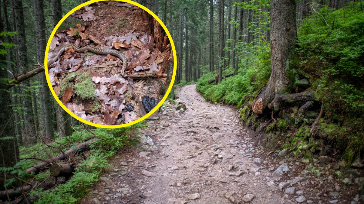 Gady, w tym żmije zygzakowate, chowają się do kryjówek