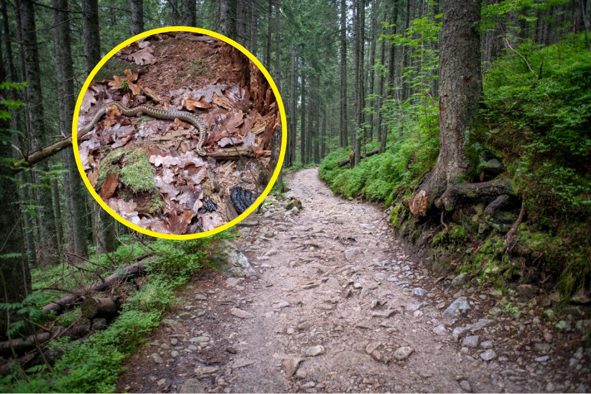Powinna być w stanie hibernacji. Ten widok zaskoczył leśników