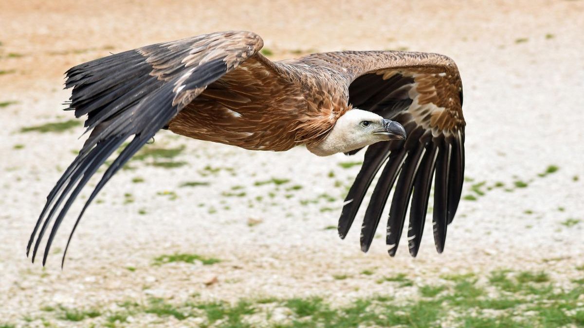 Sęp brodaty Vinzenz i jego niezwykła podróż przez Europę