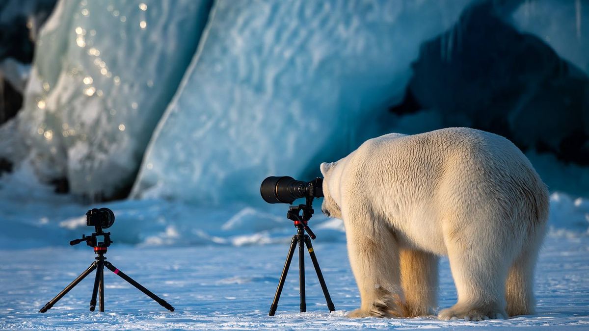 Niedźwiedź polarny, który pokochał fotografię 1