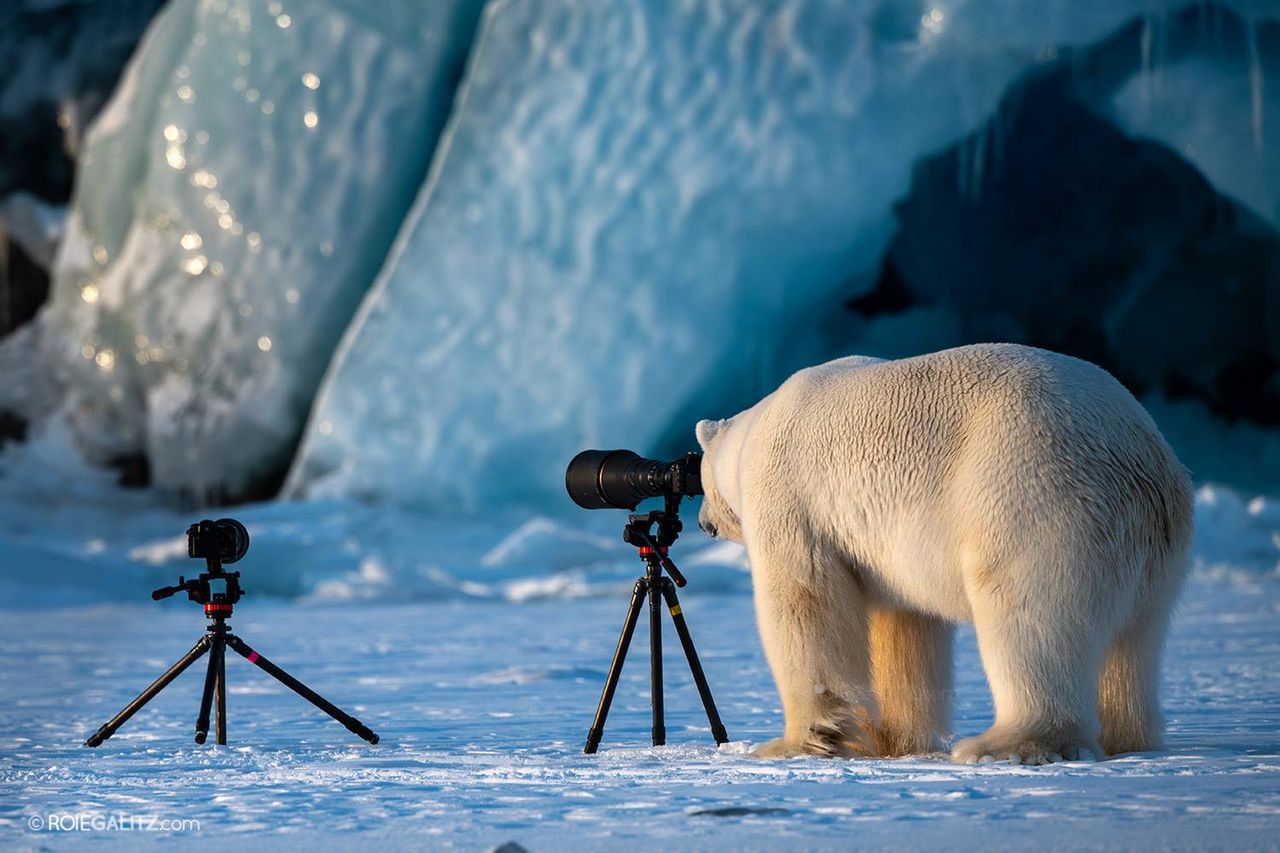 Niedźwiedź polarny, który pokochał fotografię