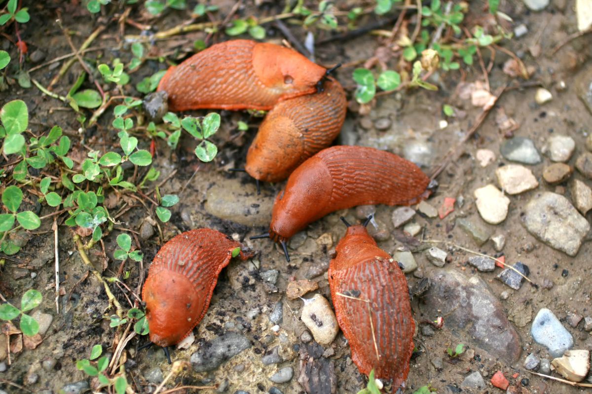 How to get rid of snails from the garden?