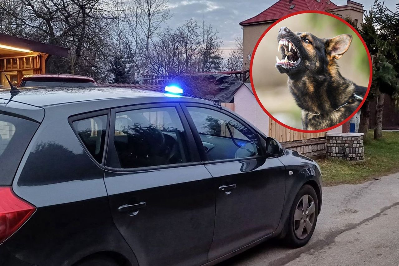 Proszowice: Niedopilnowane psy straszą. Zaatakowały nawet pielgrzymów