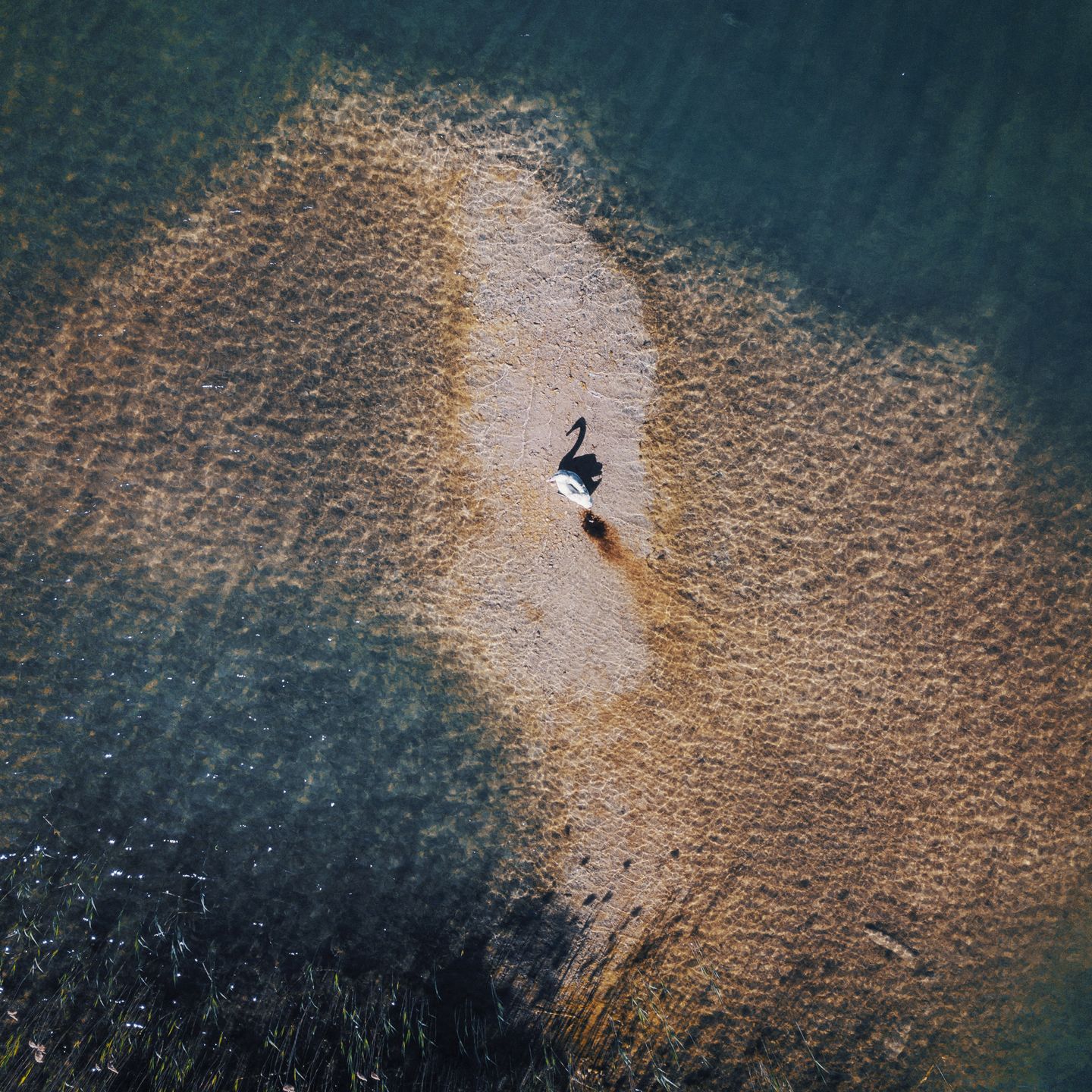 Szukał odskoczni, więc wzbił się w powietrze - fotografia lotnicza Patryka Morzonka 9