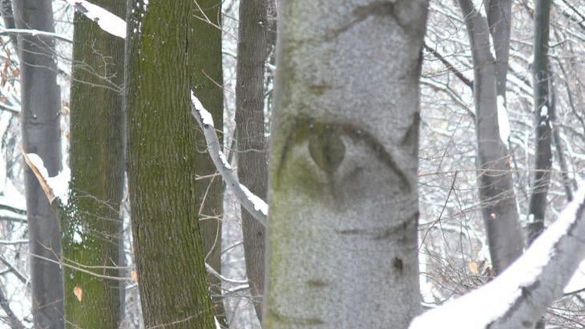 Na facebookowym profilu Lasów Państwowych opublikowano zdjęcia buków z tzw. brewkami, czyli bliznami po gałęziach. 