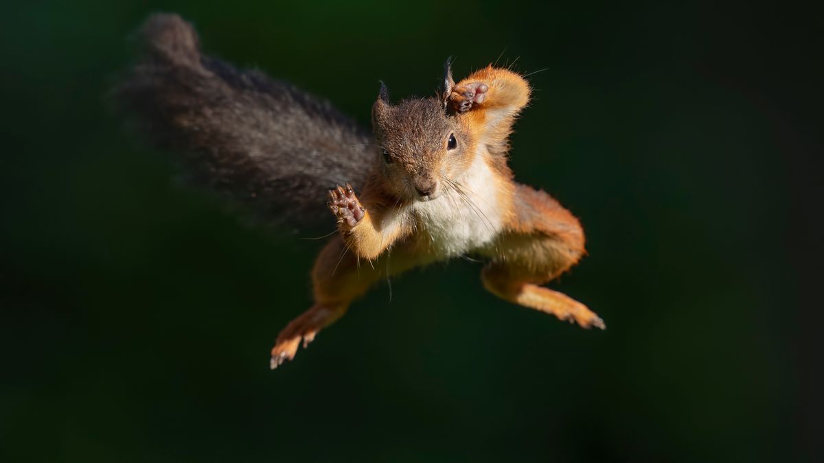 Jesień w pełni. Zobacz zdjęcia radosnych wiewiórek 1